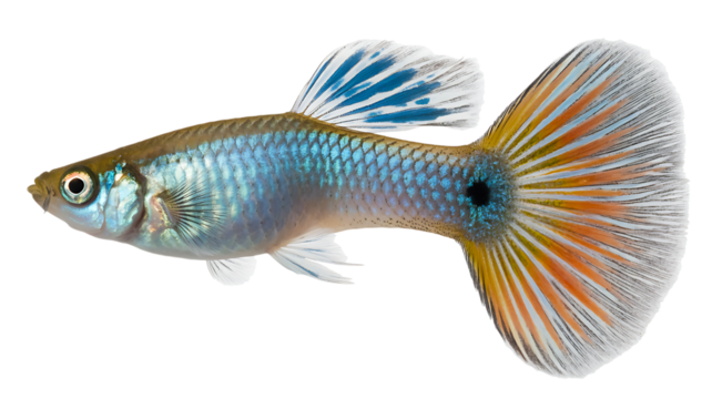 Guppy colorful tropical freshwater fish with flowing fins against isolated on transparent background