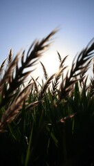Dark grass shapes against a bright sky, natural backdrop,  texture,  outdoor
