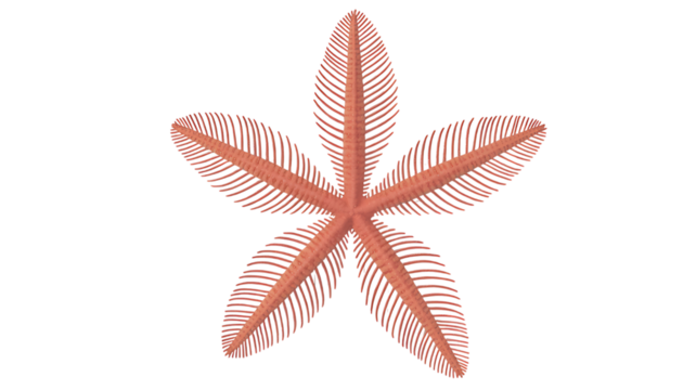 Starfish marine life isolated on transparent background