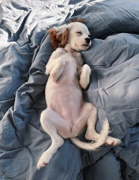Sleeping Cavalier King Charles Spaniel Puppy on Blue Blanket