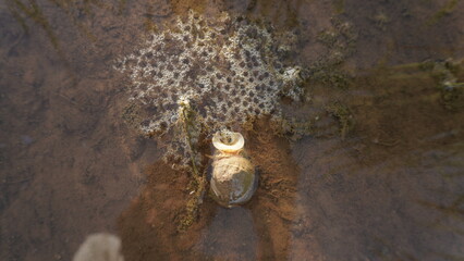 a water snail is eating by sucking up water containing small food