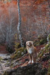 A Nova Scotia Duck Tolling Retriever stands alert on a rocky forest trail surrounded by leafless trees. The vertical framing emphasizes textures of bark and moss.