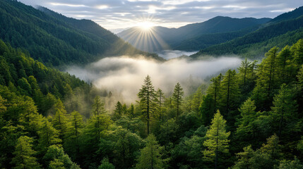 Naklejka premium Breathtaking morning mist envelops lush green valleys, illuminated by radiant sunlight