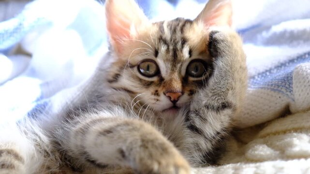 Portrait of well-fed tabby kitten, lounging. Soft morning light, enjoying sun beam. Relaxing  and ready to nap. Calmness, tranquil ambiance