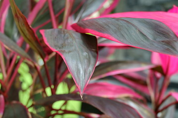 Cordyline plant displays vibrant pink and dark green leaves in a garden setting, showcasing its striking color contrast and tropical beauty.