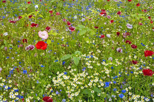 Summer background of colorful wildflowers meadow