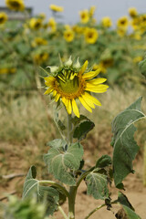 Closeup of a sunflower growing in a field of sunflowers during a nice sunny summer day, Sunflower natural background. flower blooming, Beautiful field of blooming sunflowers, Chakwal, Punjab, Pakistan