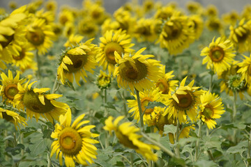 Closeup of a sunflower growing in a field of sunflowers during a nice sunny summer day, Sunflower natural background. flower blooming, Beautiful field of blooming sunflowers, Chakwal, Punjab, Pakistan