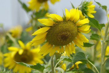 Closeup of a sunflower growing in a field of sunflowers during a nice sunny summer day, Sunflower natural background. flower blooming, Beautiful field of blooming sunflowers, Chakwal, Punjab, Pakistan