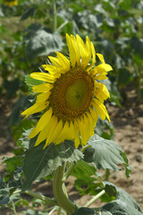 Closeup of a sunflower growing in a field of sunflowers during a nice sunny summer day, Sunflower natural background. flower blooming, Beautiful field of blooming sunflowers, Chakwal, Punjab, Pakistan
