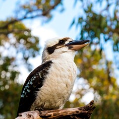 Laughing kookaburra perched on a wooden branch