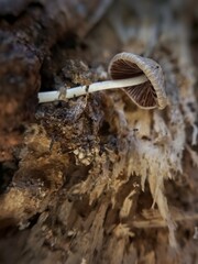close up of fungus on a dead tree (Coprinellus micaceus)