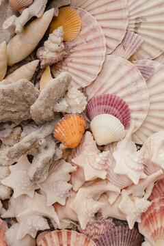 Seashell Collection