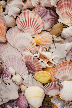 Seashell Collection
