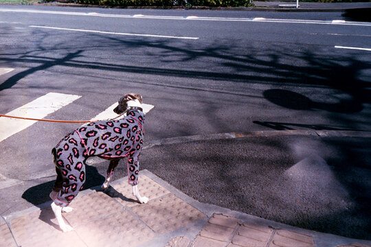 Pet Greyhound dog on a leash and pink leopard spot jogging suit