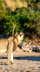 Lion on sandy beach