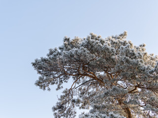 Pine branch with needles is covered with snow in the sunset light