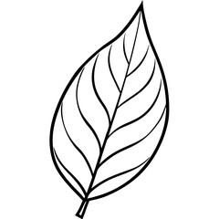 Stylized Outline of a Single Plant Leaf Showing Veins