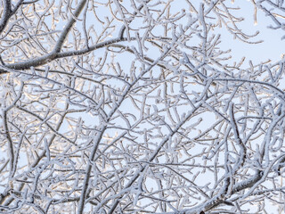 Obraz premium Tree branches in winter covered with snow and frost in snowfall on blue sky background. Frozen tree branches.