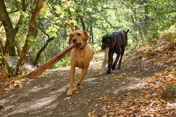 A large black dog and dark yellow lab play