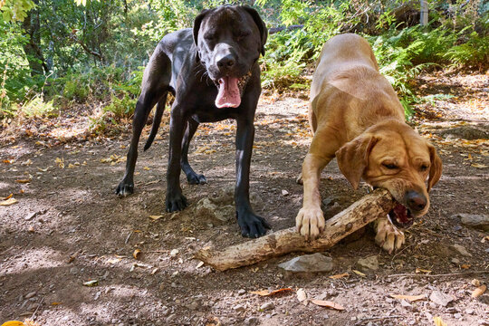 A large black dog and dark yellow lab play
