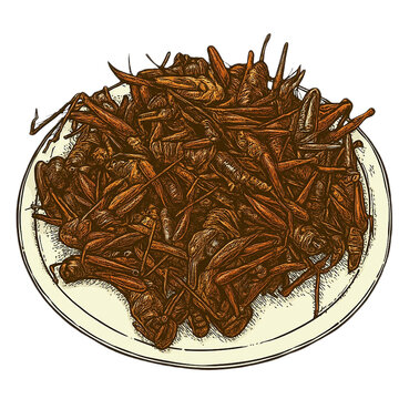 Vintage Realistic Fried Grasshopper Illustration &ndash; Traditional Indonesian Snack Vector