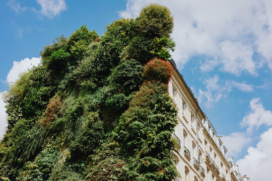 Building covered with vertical garden plants