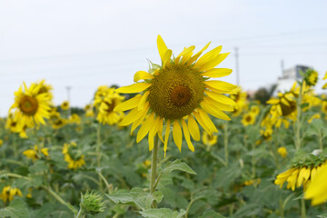 Closeup of a sunflower growing in a field of sunflowers during a nice sunny summer day, Sunflower natural background. flower blooming, Beautiful field of blooming sunflowers, Chakwal, Punjab, Pakistan