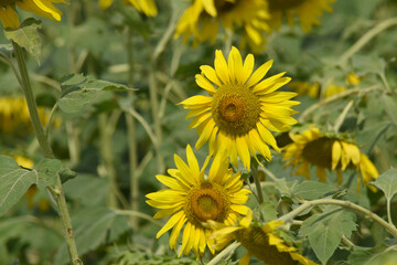 Closeup of a sunflower growing in a field of sunflowers during a nice sunny summer day, Sunflower natural background. flower blooming, Beautiful field of blooming sunflowers, Chakwal, Punjab, Pakistan