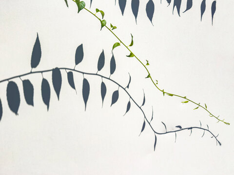 Vine leaf shadow background wall