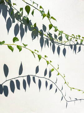 Creeping vine leaf shadow background 