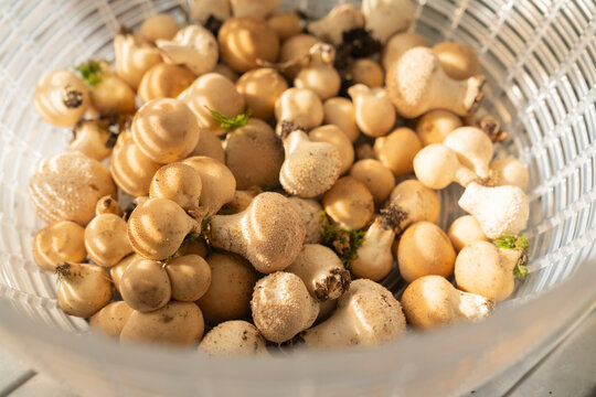 Details of Fresh puffballs inde a Grid Bowl in the Kitchen sink