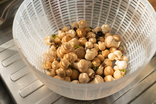 Harvesting fresh mushrooms at home in a kitchen sink Fall season 