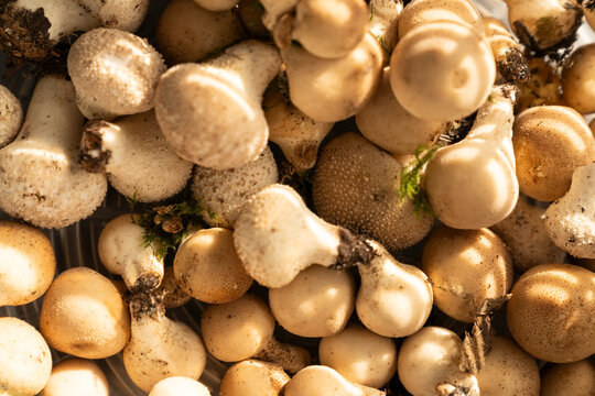 Unique collection of golden and white mushrooms gathered in Fall 