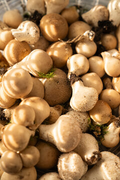 Background of Puffball Mashrooms clsose up Autumn
