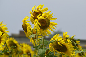 Closeup of a sunflower growing in a field of sunflowers during a nice sunny summer day, Sunflower natural background. flower blooming, Beautiful field of blooming sunflowers, Chakwal, Punjab, Pakistan