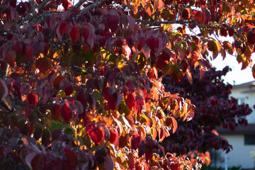 Beautiful Autumn Foliage - Red Maple Leaves Against Blue Sky