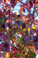 Beautiful Autumn Foliage - Red Maple Leaves Against Blue Sky