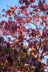 Beautiful Autumn Foliage - Red Maple Leaves Against Blue Sky