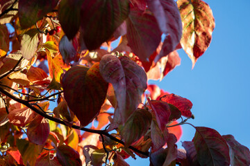 Beautiful Autumn Foliage - Red Maple Leaves Against Blue Sky
