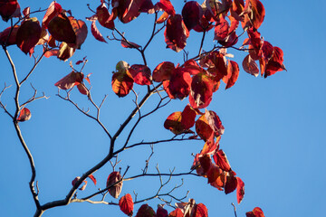 Beautiful Autumn Foliage - Red Maple Leaves Against Blue Sky