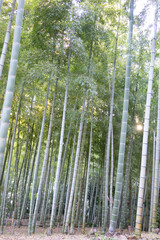 Bamboo Forest - Tall Green Bamboo Grove in Japan