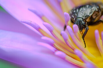 a giant flower beetle stay with pollen of the pink water lilly lotus
