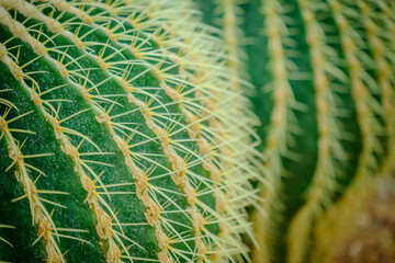 photograph of echinocactus grusonii cactus for background wallpaper