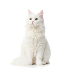 Obraz premium Cute fluffy cat against white background