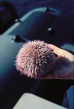 Hand Holding a Sea Urchin, Scottish Coast, Scotland
