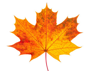 Fototapeta premium maple leaves isolated on white