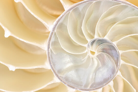 Chambered Nautilus Sea Shell  