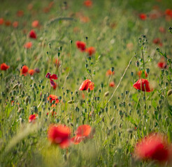 Fototapeta premium a field of beautiful red poppy flowers.