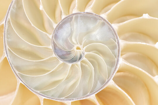 Nautilus Shell Cross Section Symmetry Spiral 